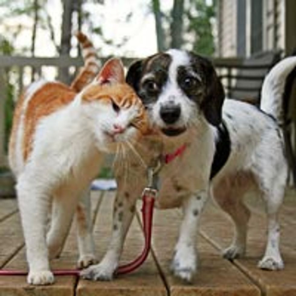 A Headbump Means Love