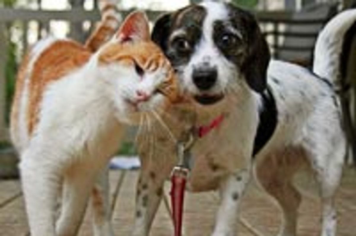 A Headbump Means Love