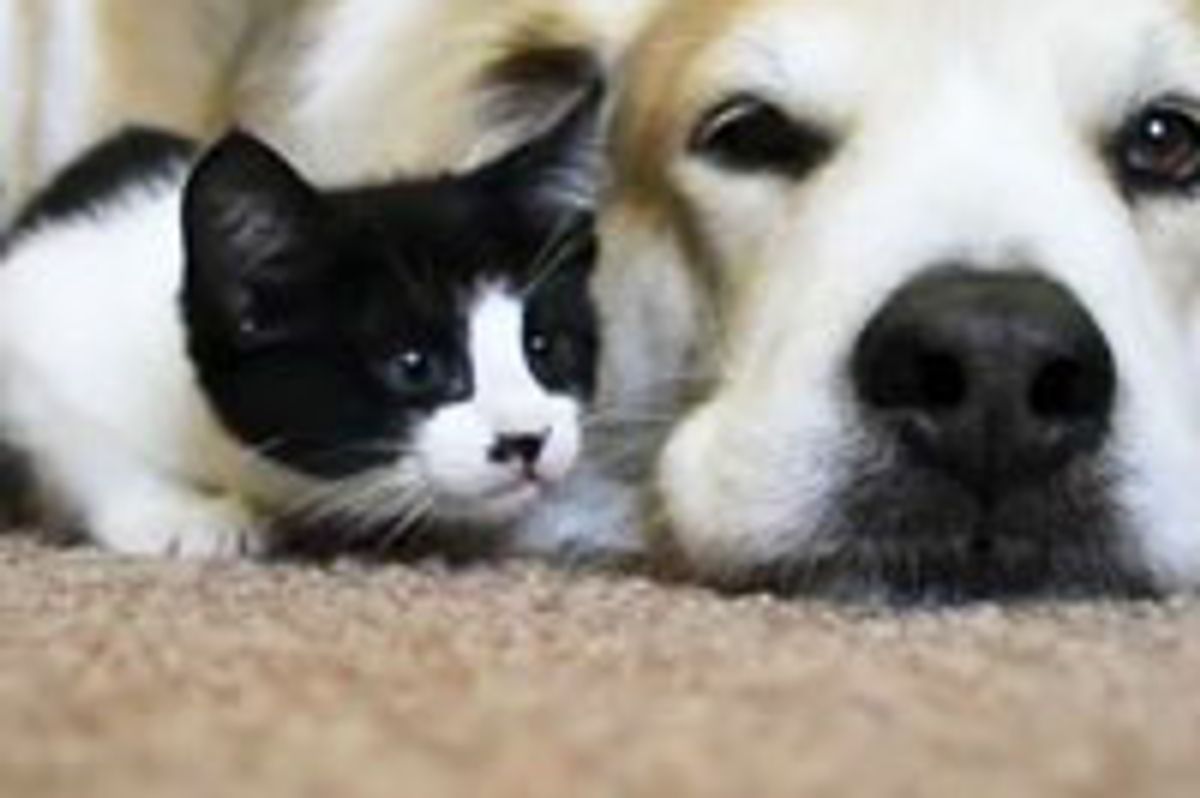 Little Foster Kittens and Dog Papa