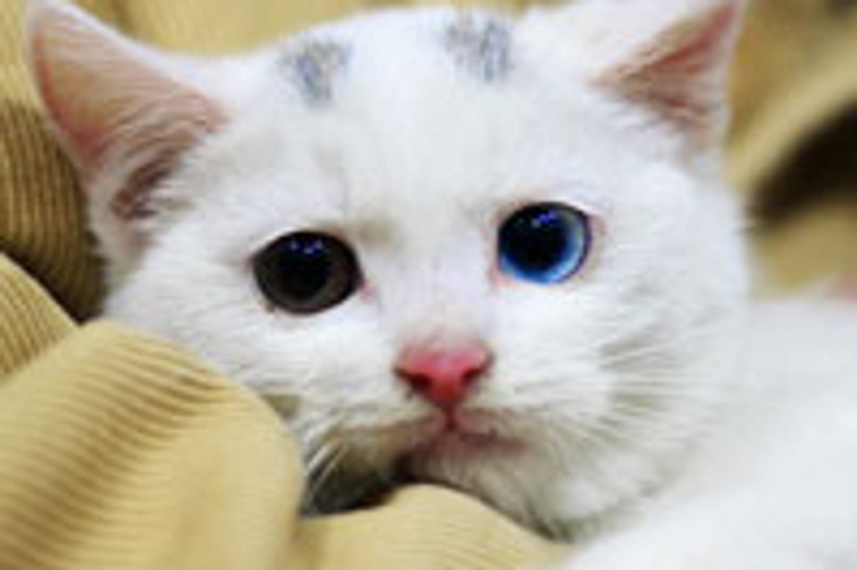 Odd-eyed Rescue Kitty Purring in Happiness