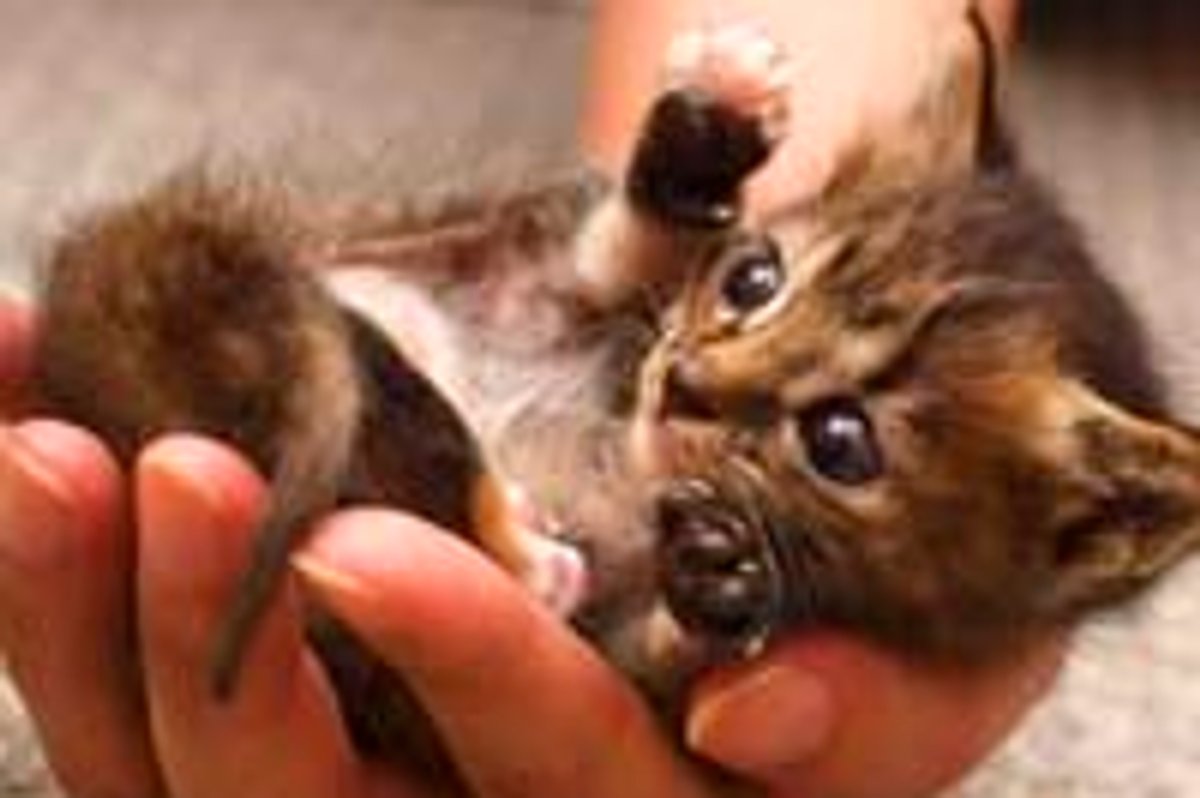 Teeny Tiny Handful of Cute