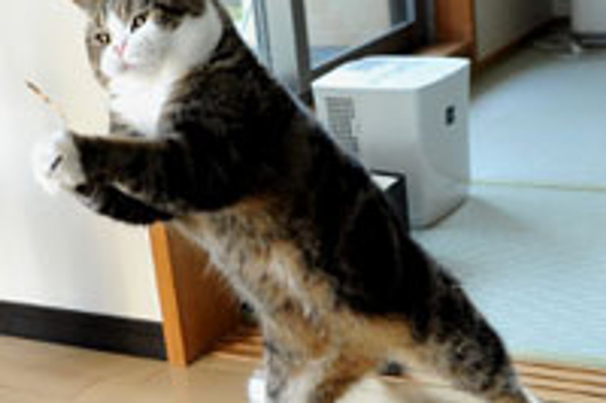 Maru Loves Catnip Ball