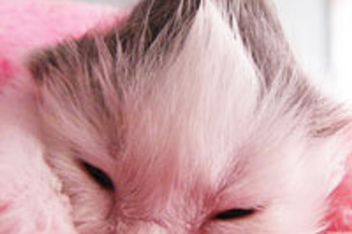 Izzy the Kitty and Her Photo Journey