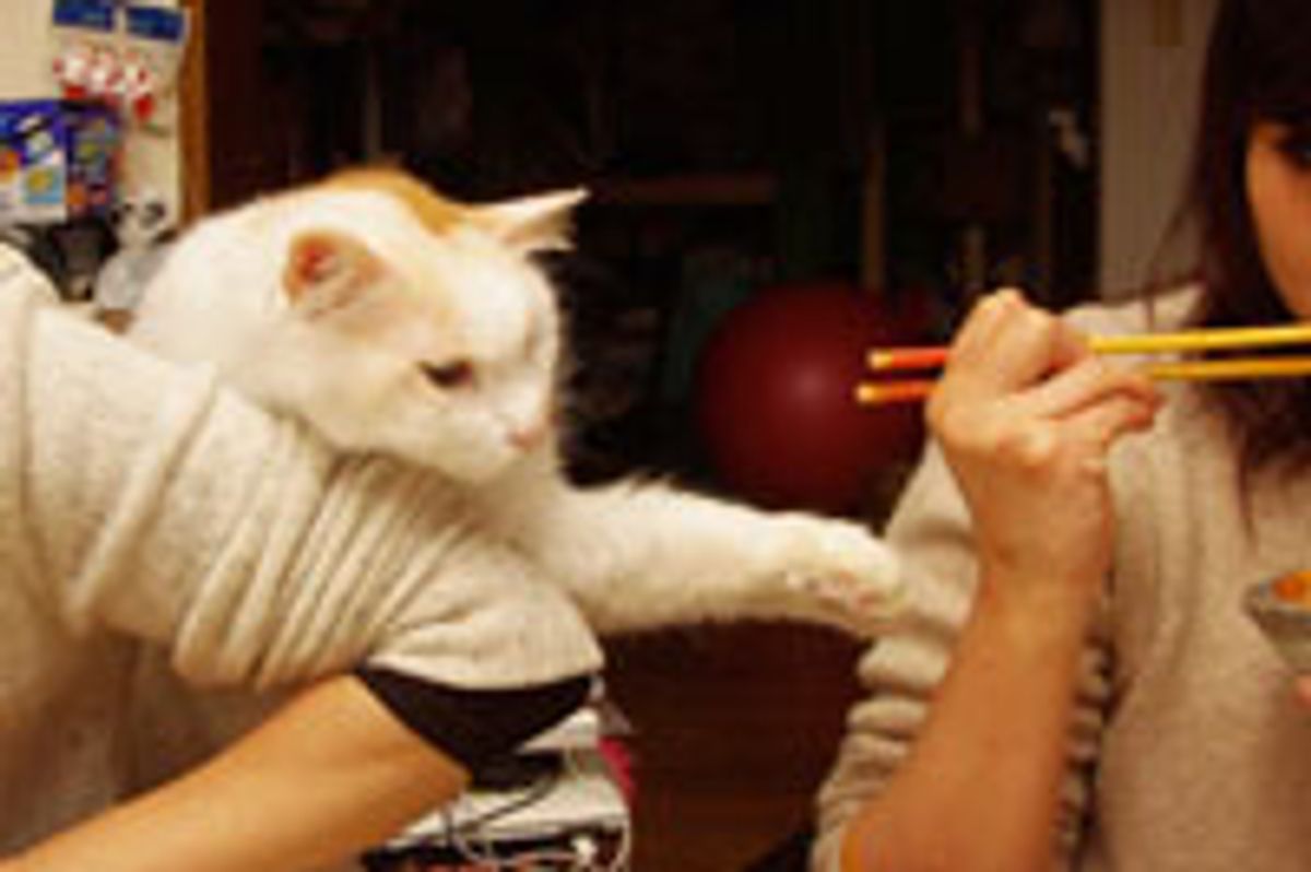 Kitty Supervises Hooman's Dinner