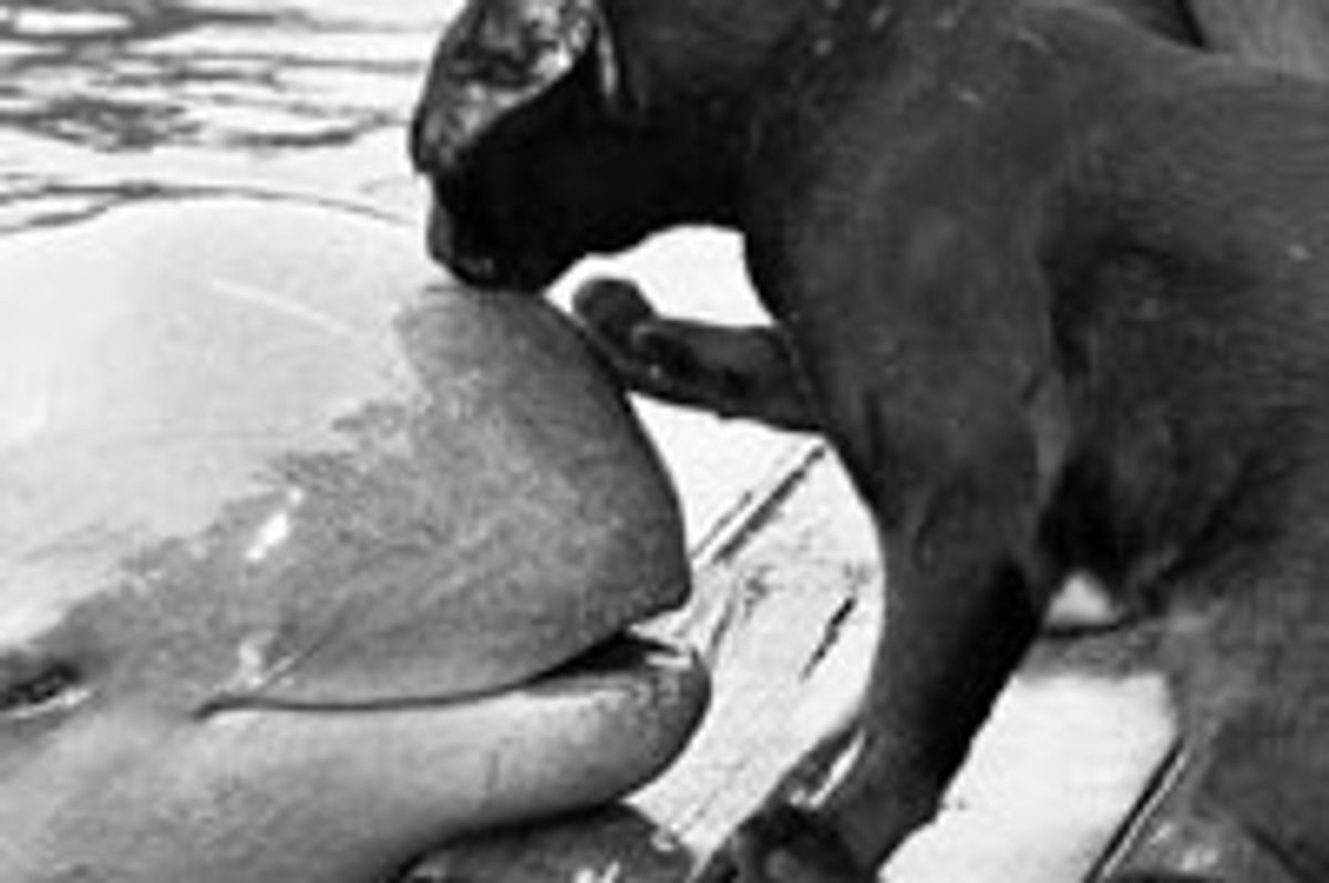 Kitty Kisses Ocean Friend