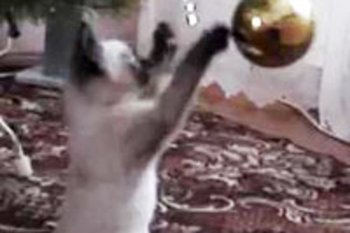 This is Why Kitty Loves Christmas