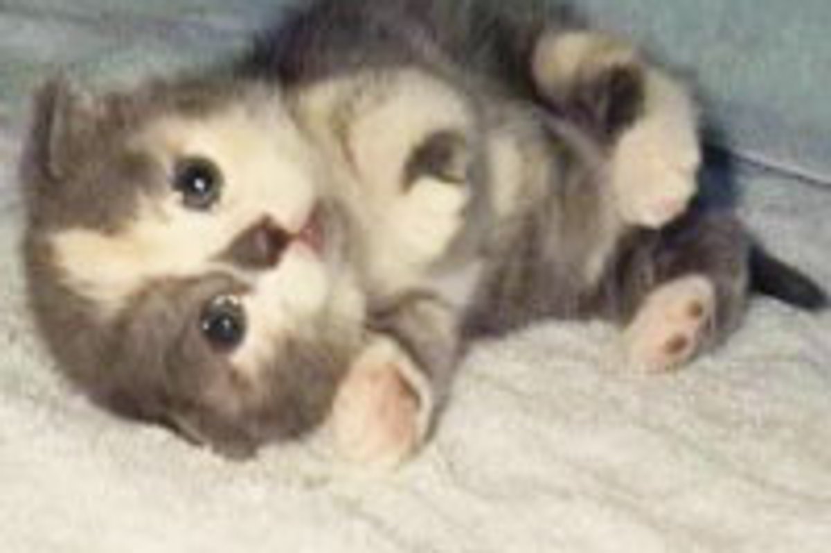 Marshmallow Kitty