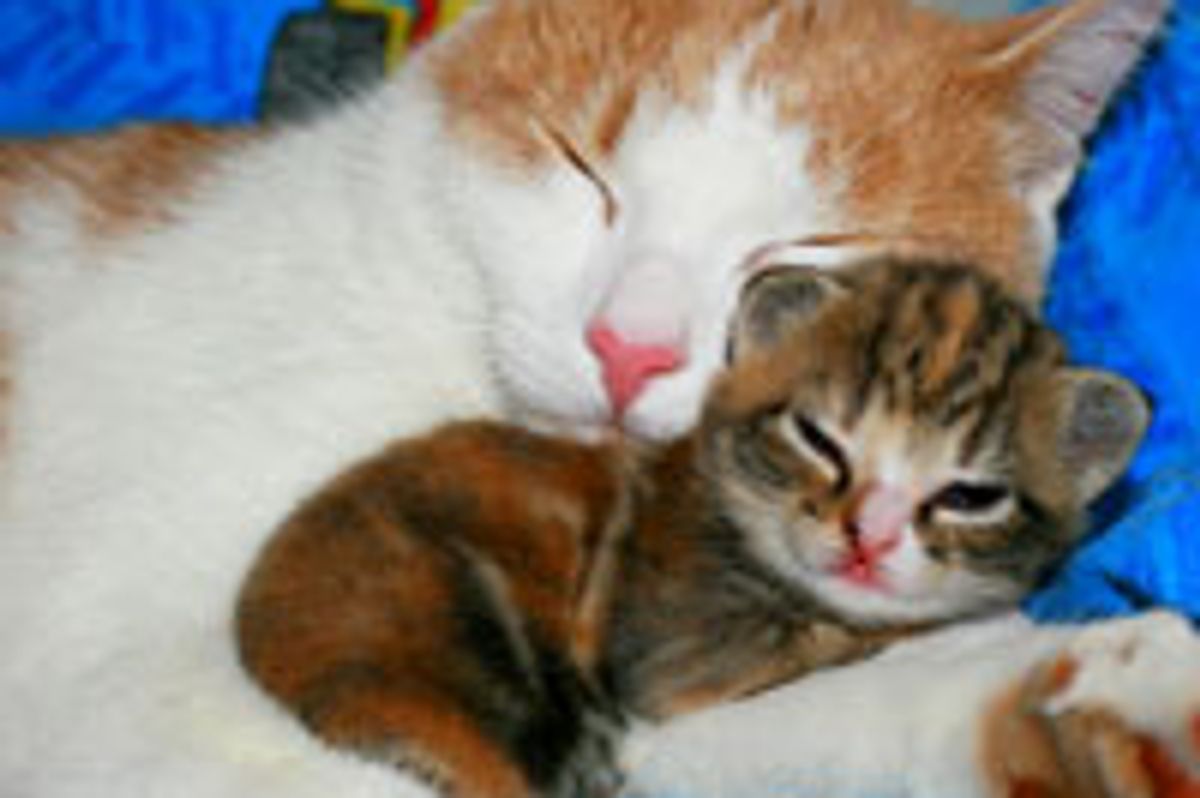 I Will Love and Protect You!