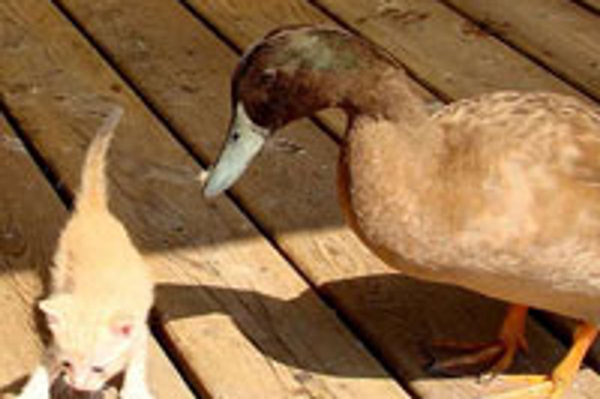 Scrappy Kitten and Blind Duck Become Companions