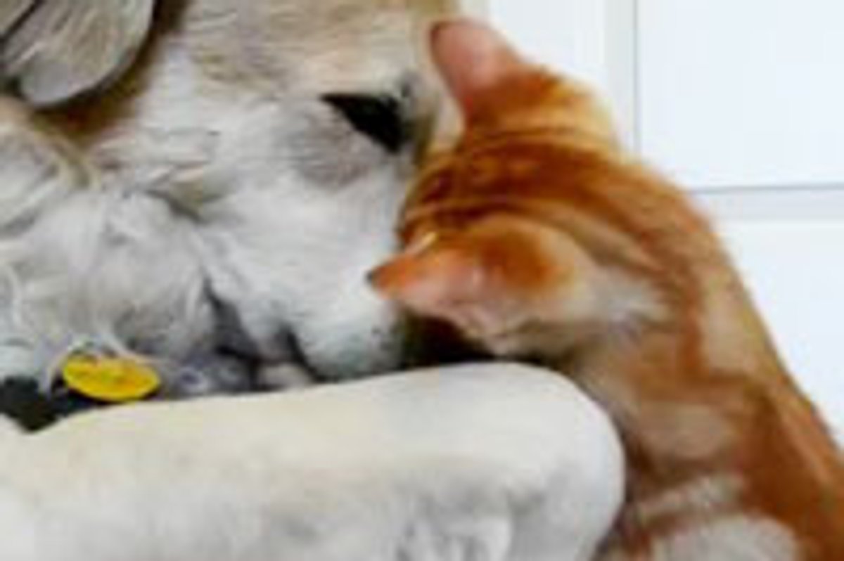 Kitten Snuggles and Plays with Dog Papa