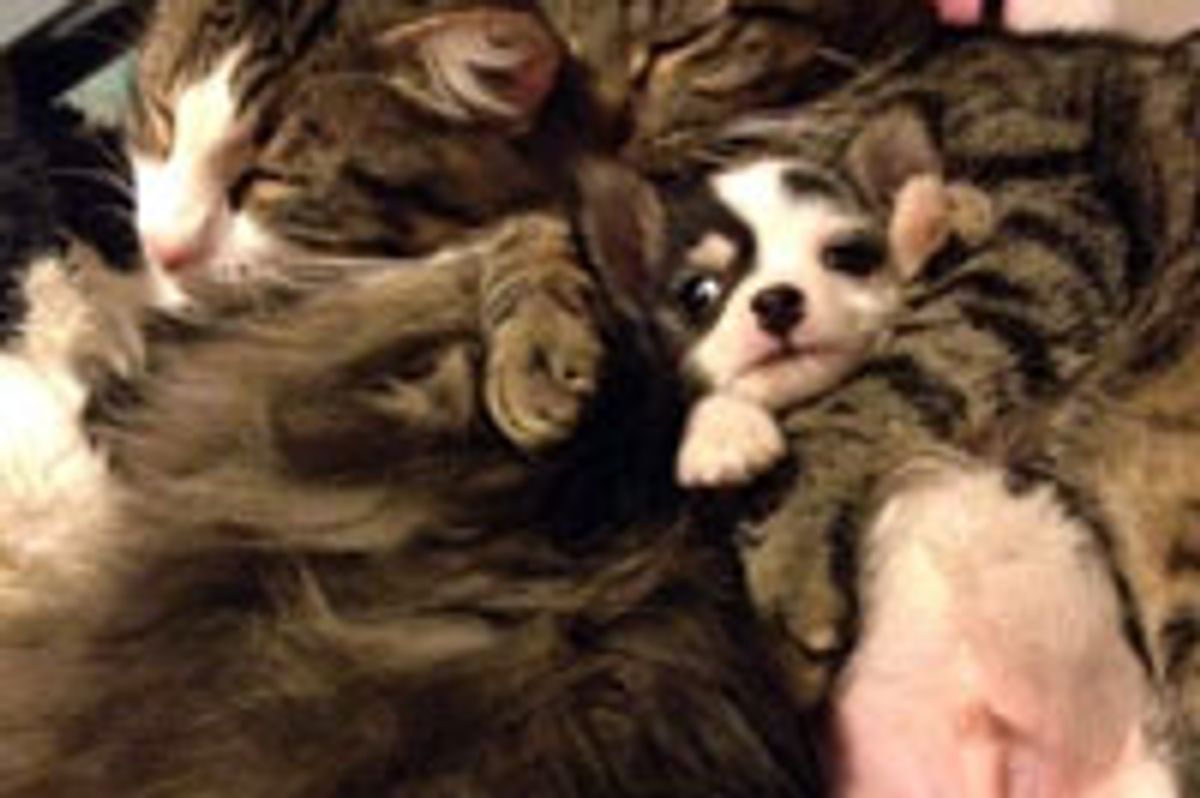 Puppy Got a Cat Mama and Papa