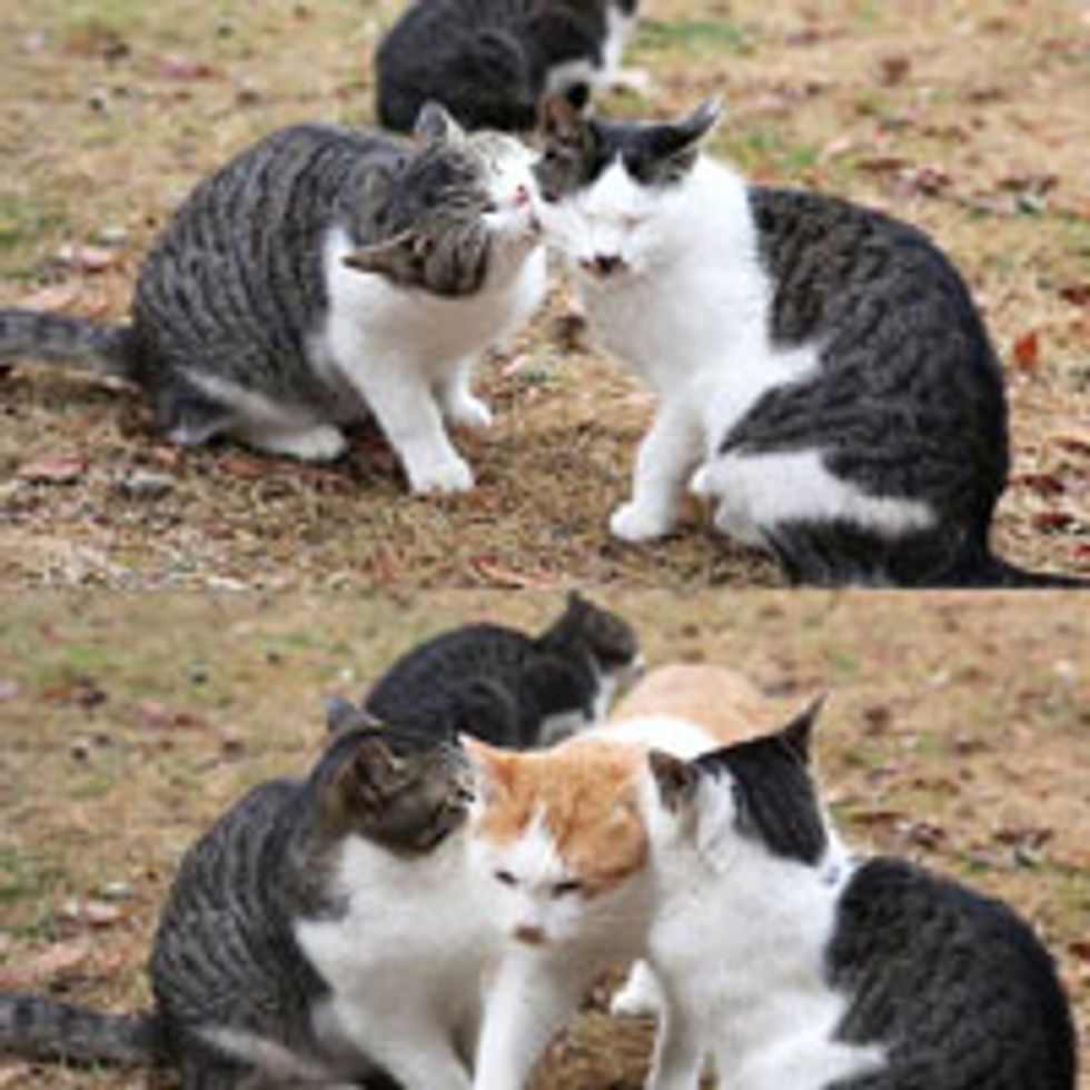 The Third Wheel Cat