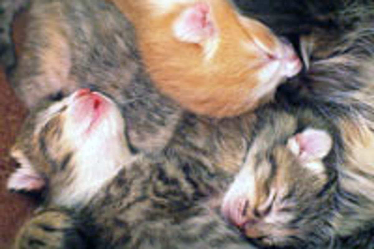 Teeny Fuzzy Kittens' First Food Coma