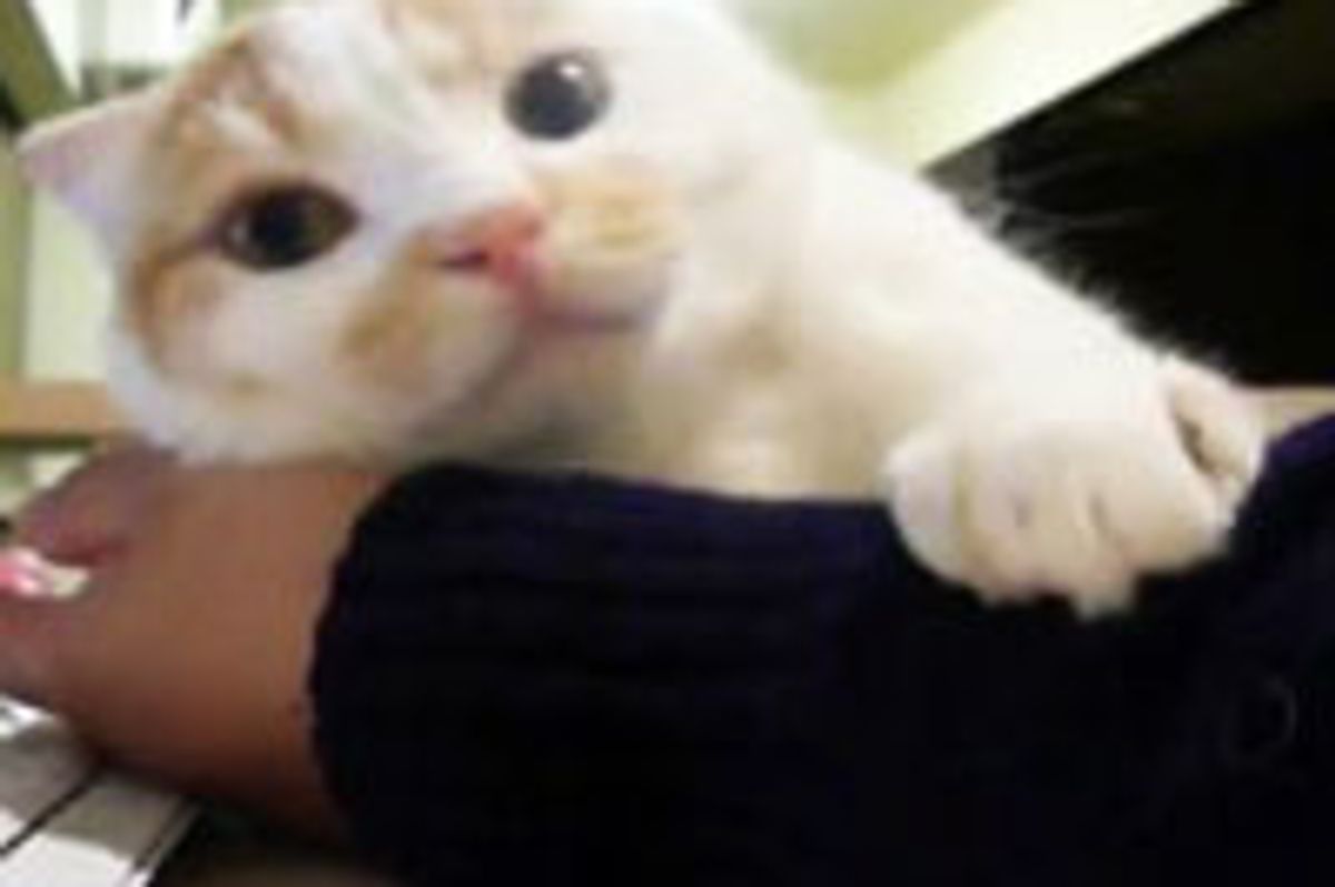 You Are My Pillow, Hooman!