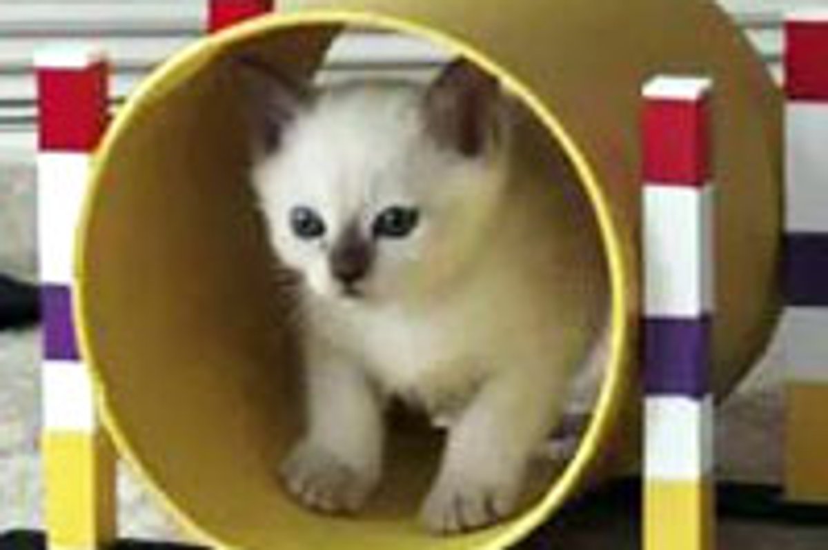 Kitty Does Agility Training the Feline Way