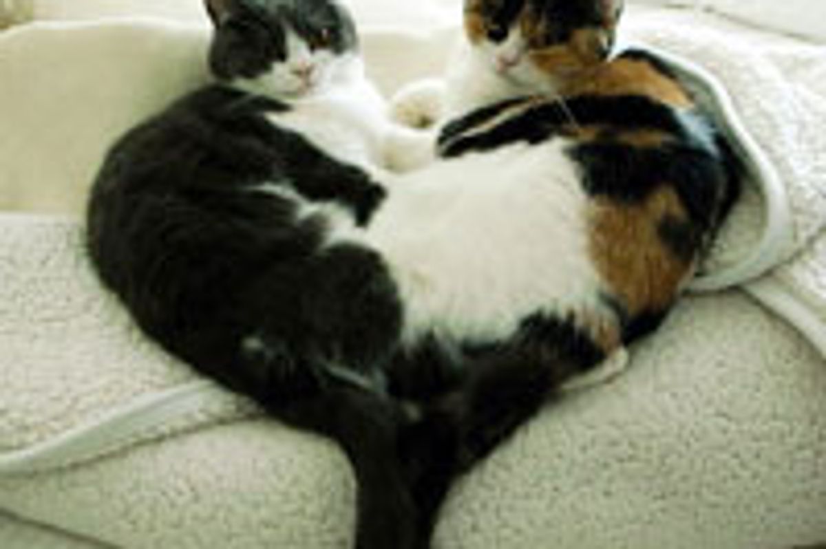 One Big Fluffy Heart!