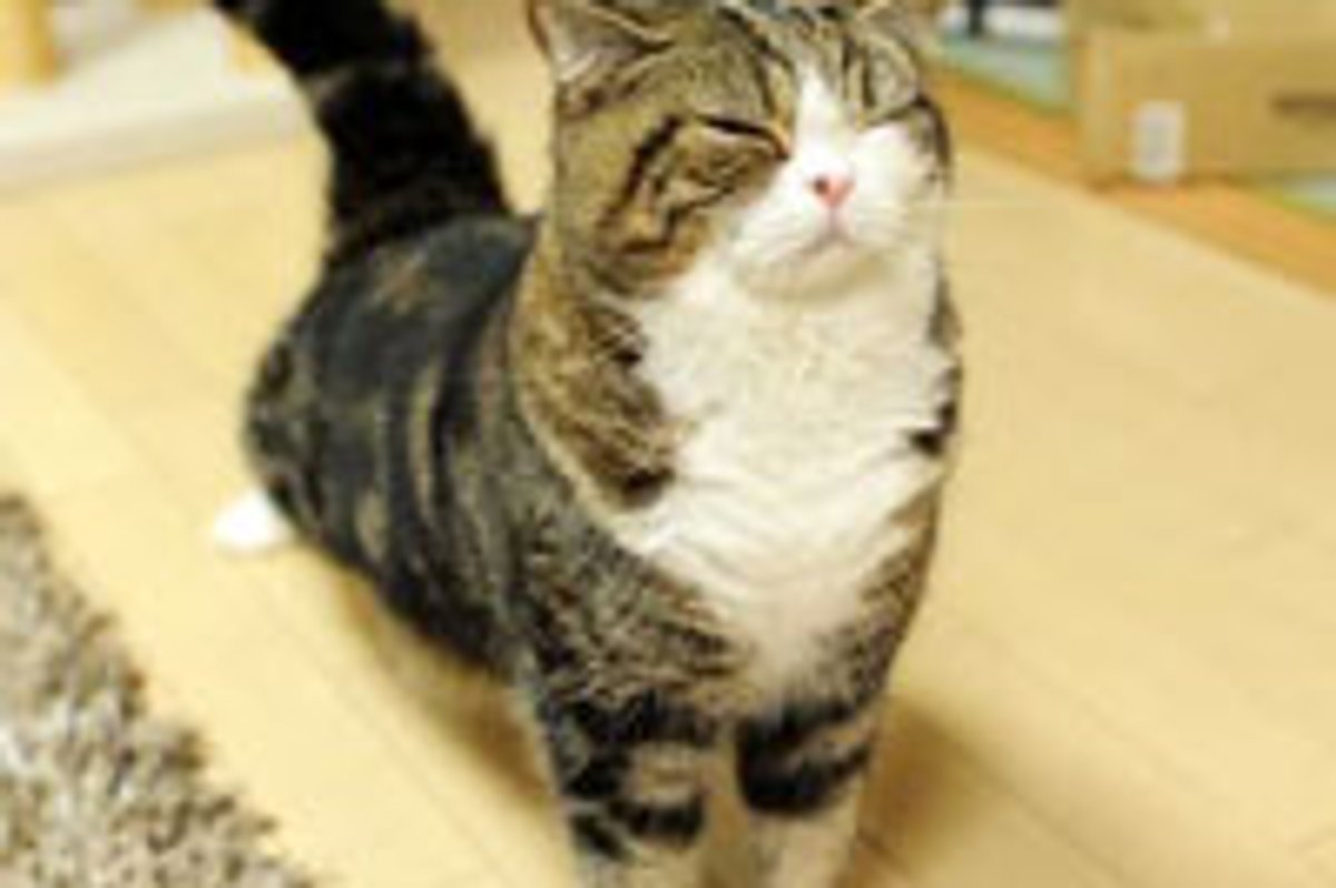 Maru Plays in the Bathtub