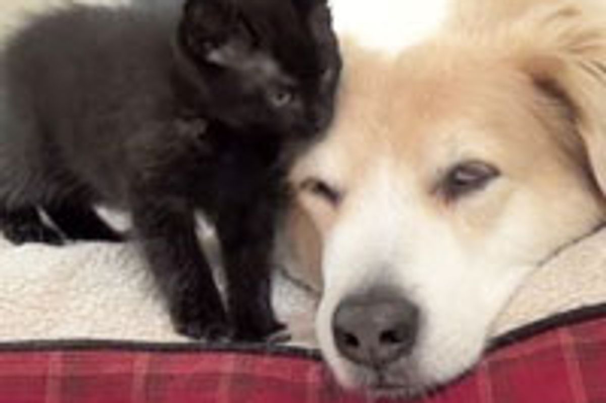 Foster Kittens Bathe Big Dog