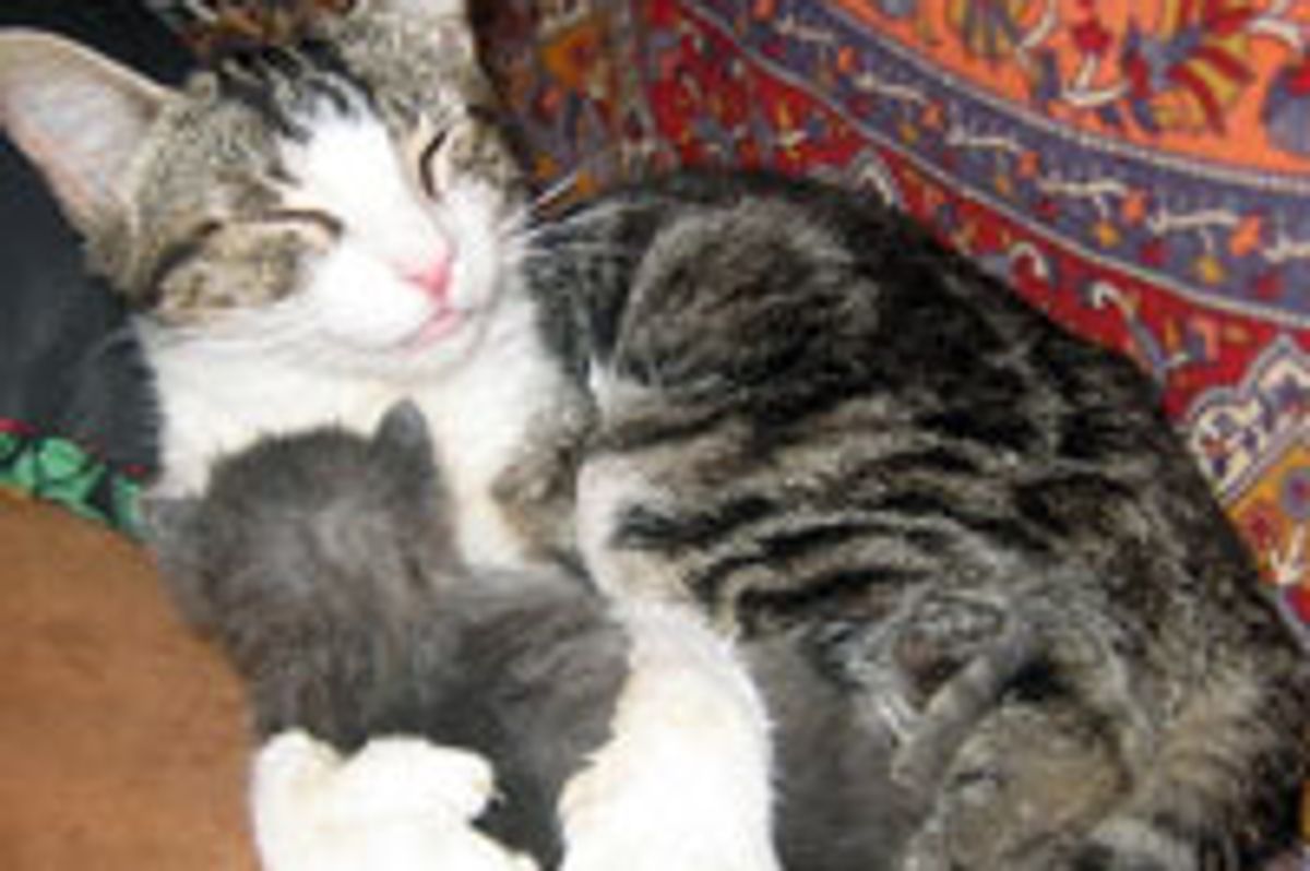 Foster Cat Mama Gives Orphan Kitten Big Poly Hug