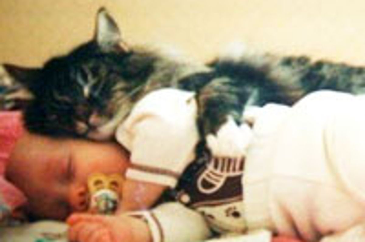 Kitties Give Hoomans Cuddles and Love