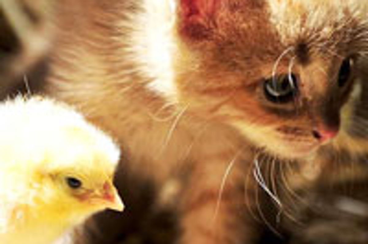 Ginger Kitten Finds Chirpy Friend