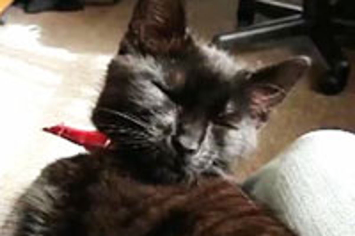 Sleepy Kitty Trying to Stay Awake