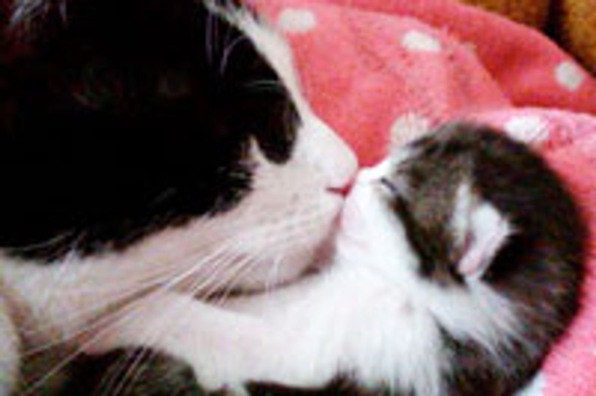 Mama's Kiss