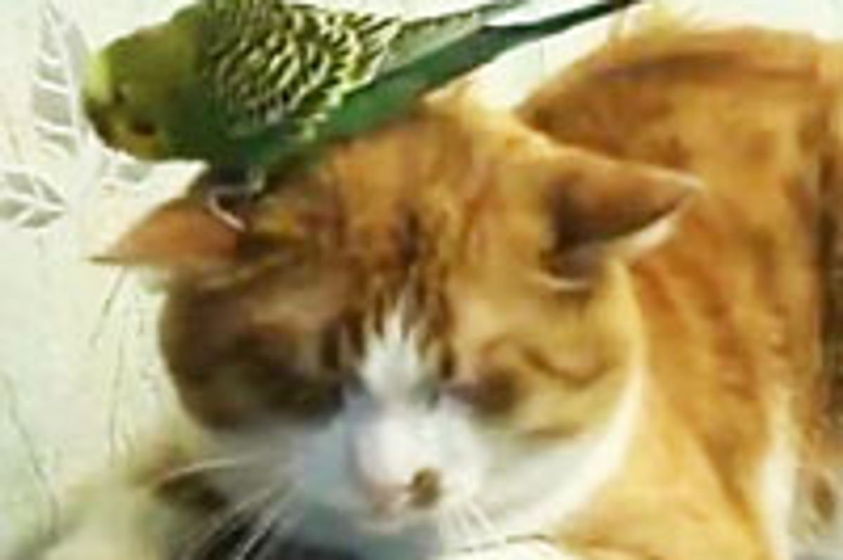 Sleepy Kitty with Bird Hat