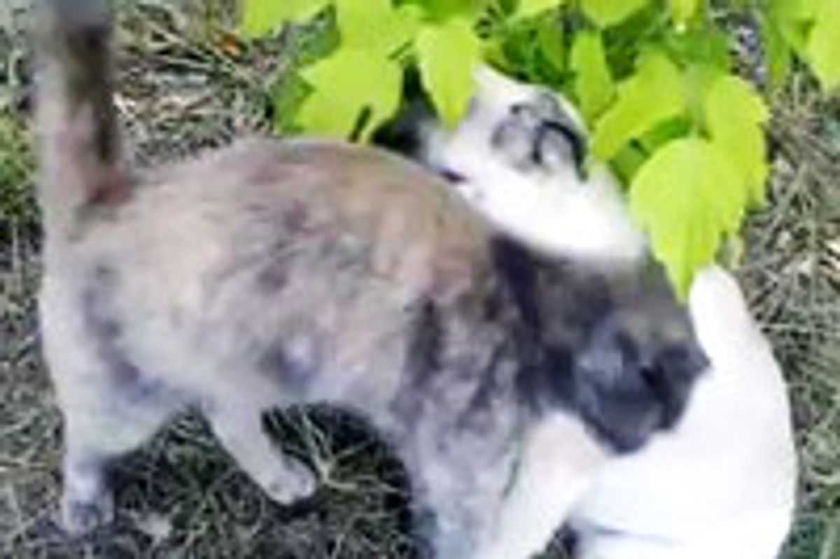 Kitty Showers Pug with Affection
