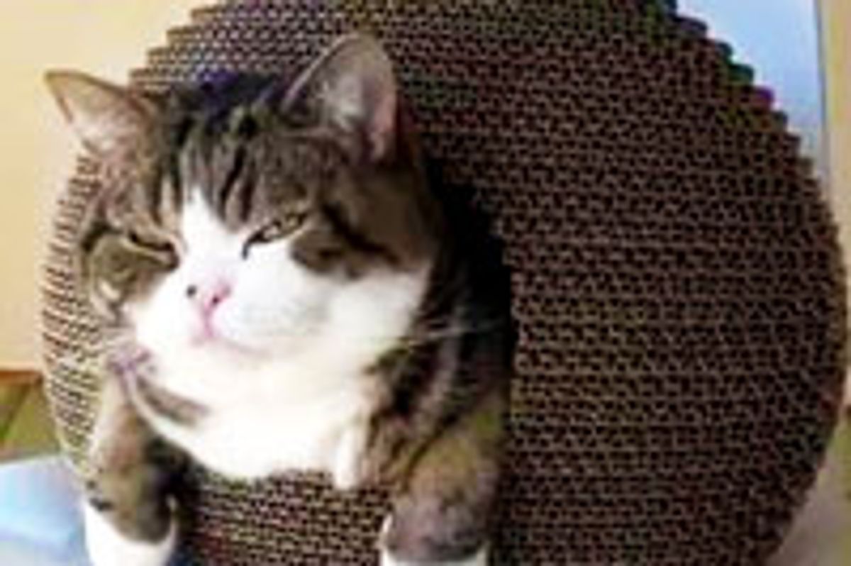 Maru Discovers Kamakura Cat House