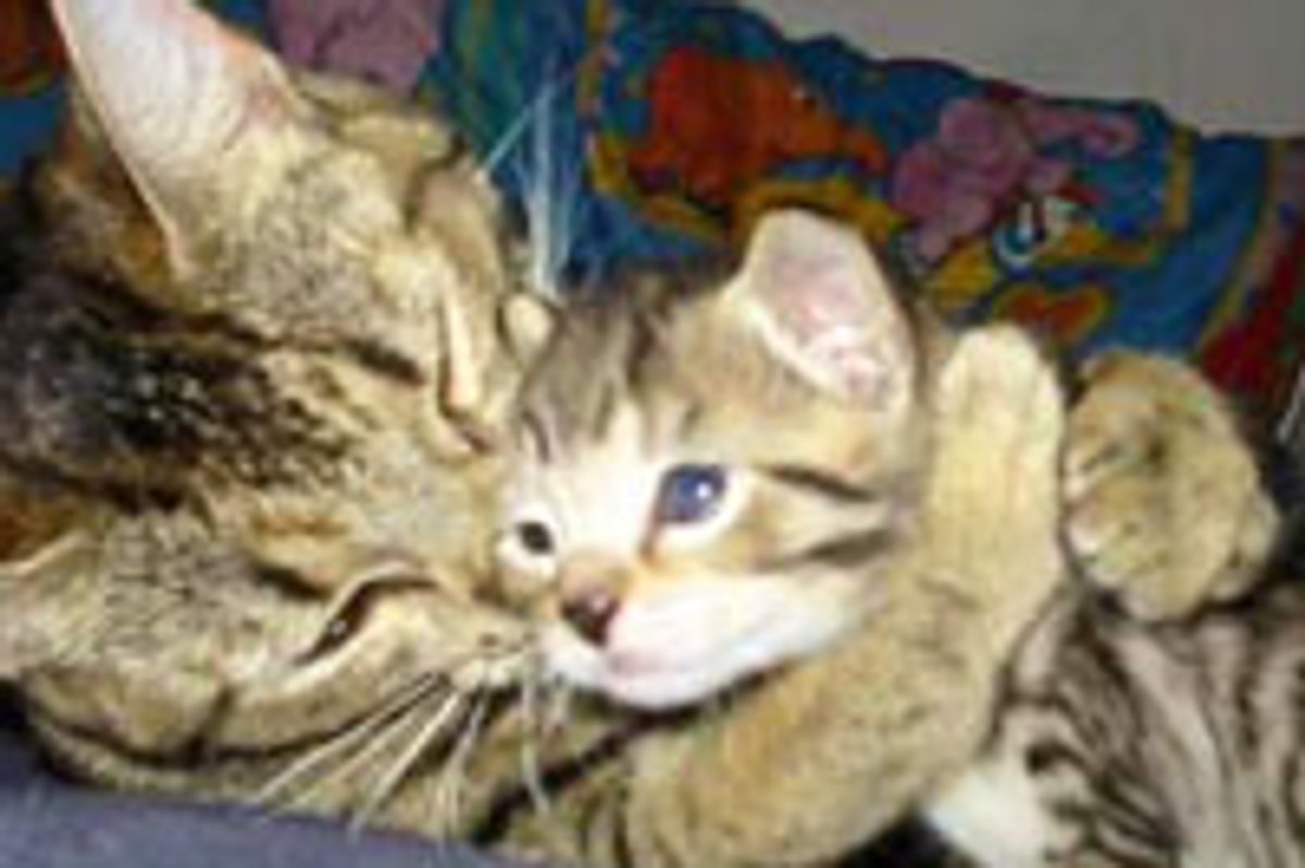 Mama's Hugs
