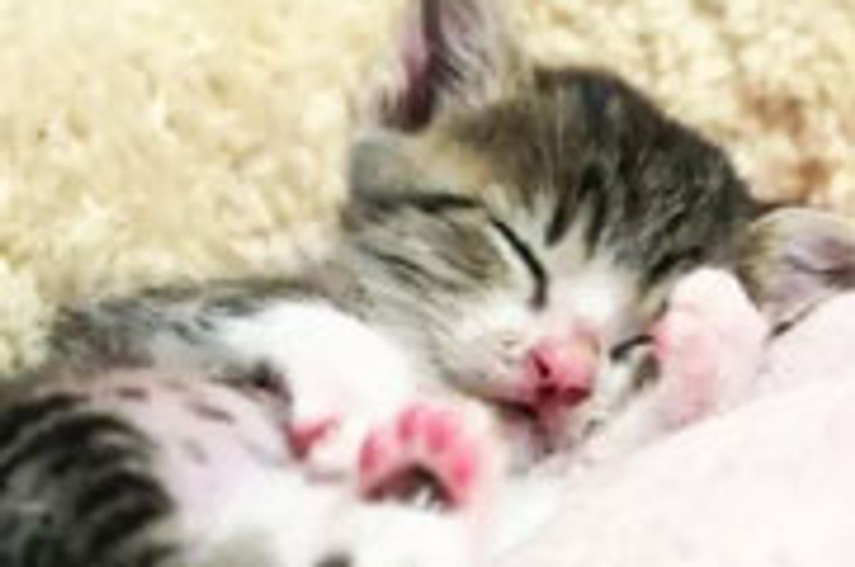 Adorable Kitty Snoozer