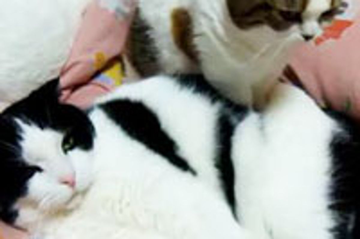 Kitty Belly Massage