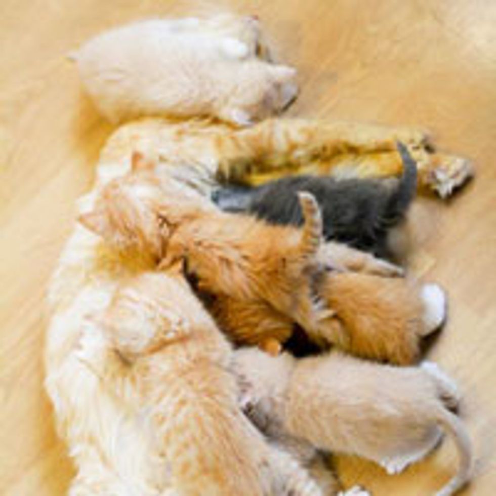 Kitty Feeding Frenzy