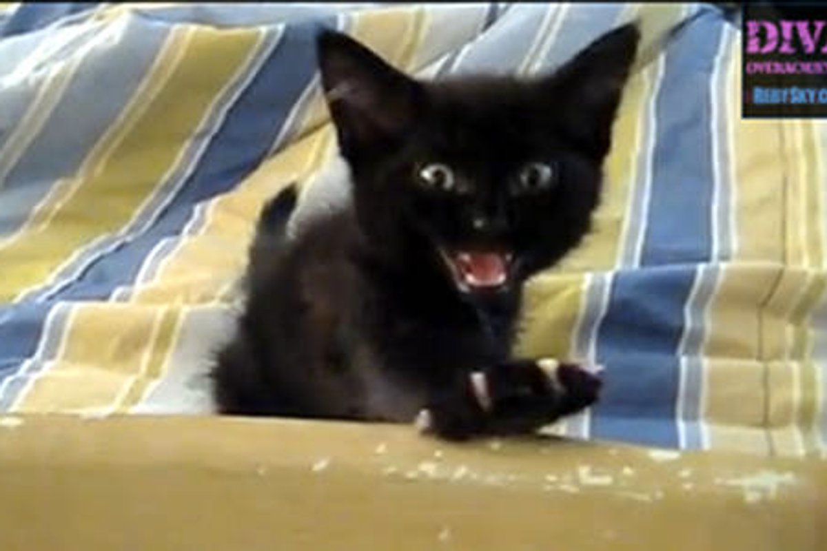 Lucy Is A Little Squeaker