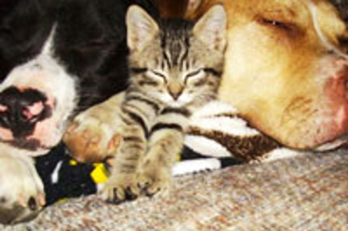 Kitty and His Doggie Bodyguards