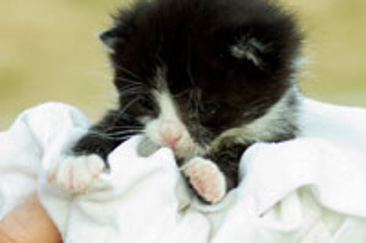 Teeny Tuxedo Bundle of Cute
