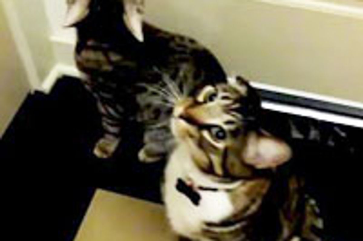 Oskar the Blind cat Takes Daily Walk with His Best Furiend