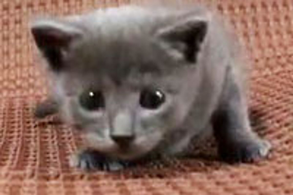 Kitty Ready to Attack with Cuteness