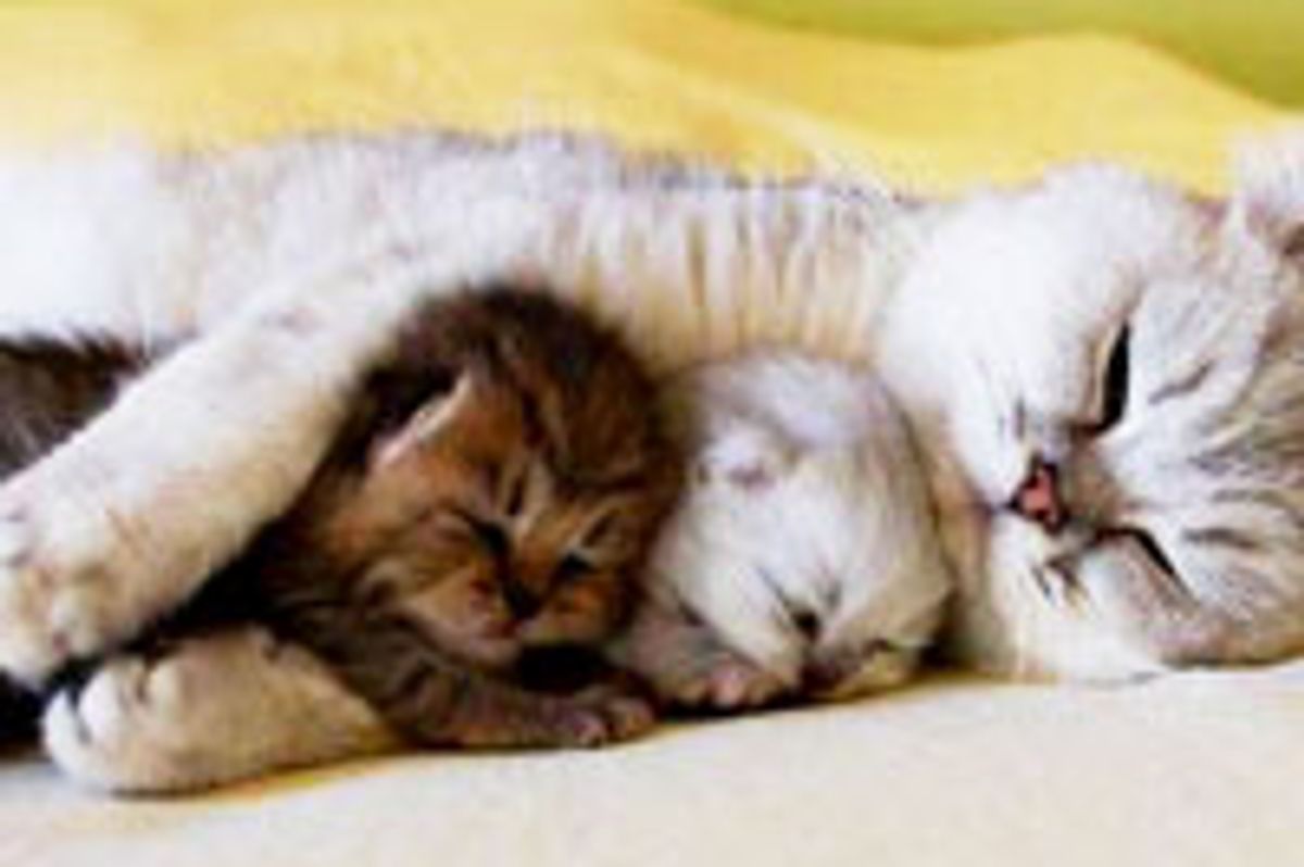 Double the Hug, Double the Love