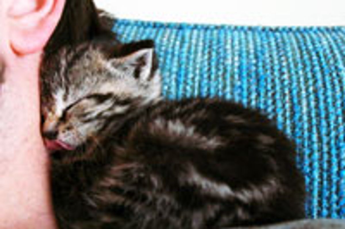 Tiny Record Store Kitty