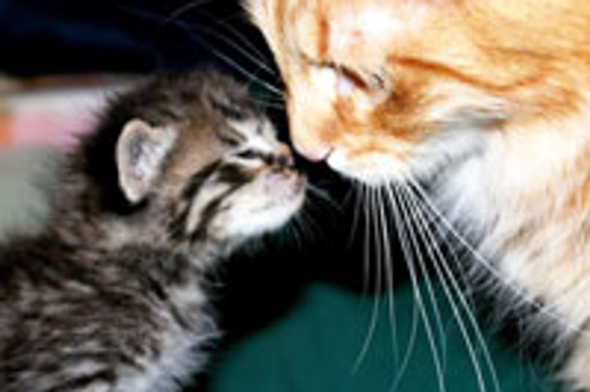 Furiendship Starts with a Kiss