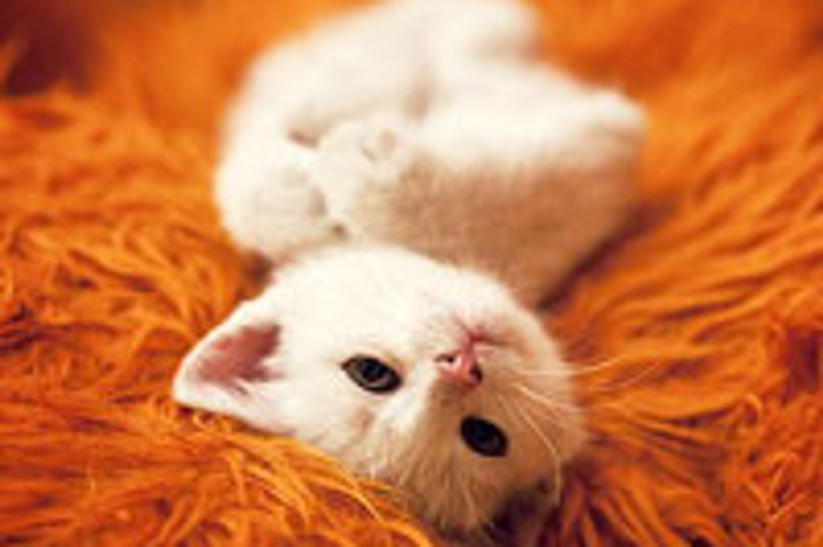 Comfy on My Favorite Blankie