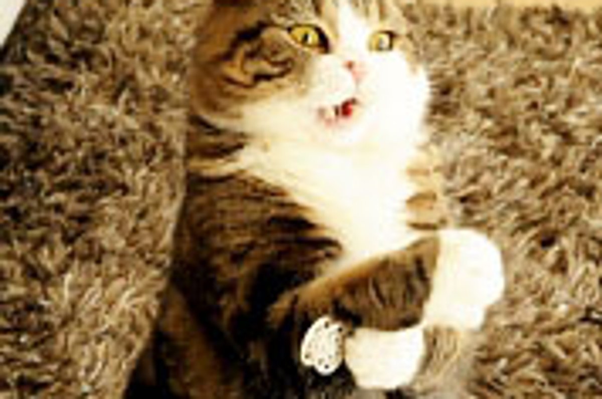 Maru Wants to Play at 2am