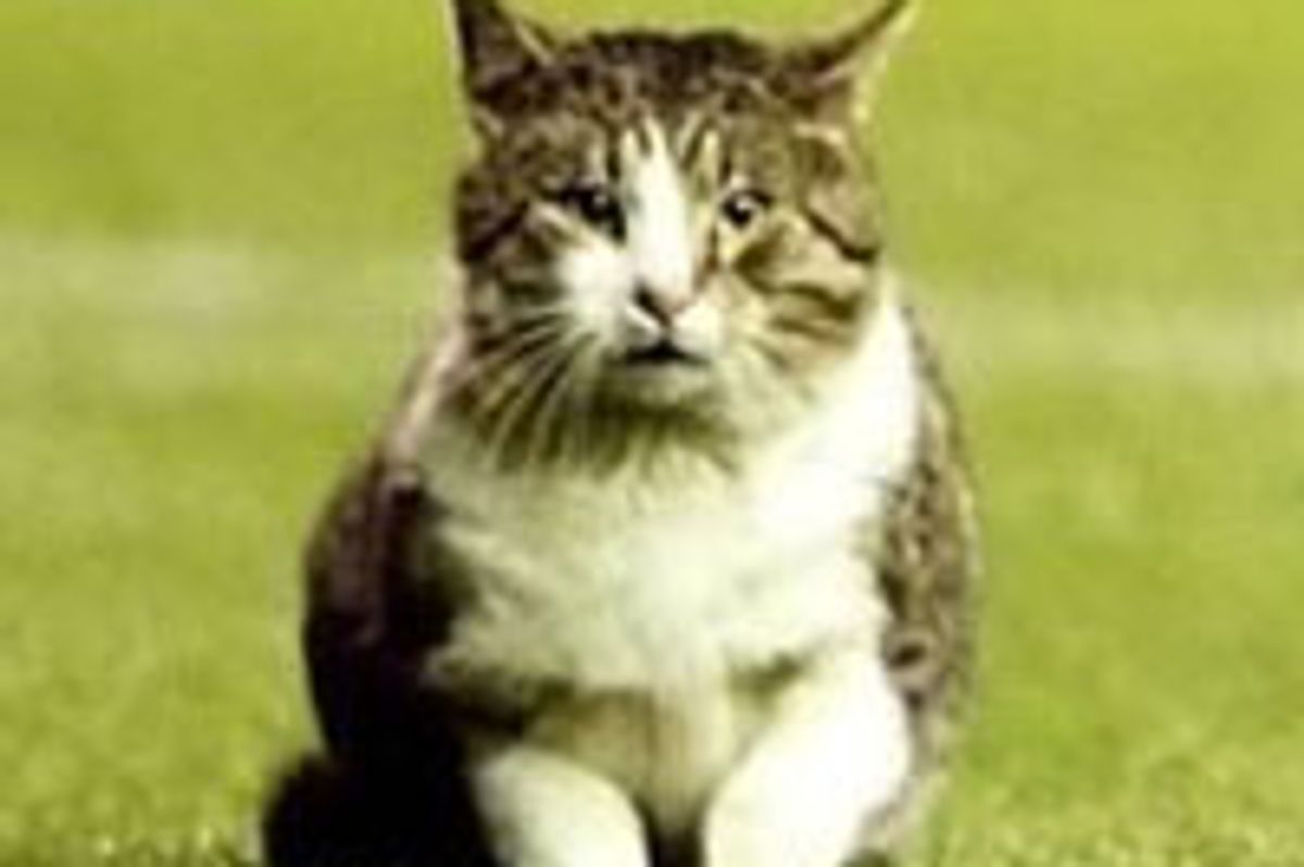 Tabby Cat Interrupts Football Match