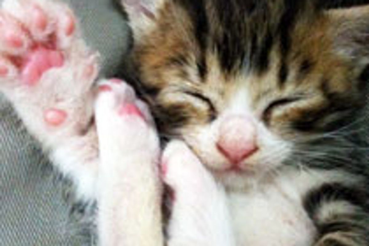 When Sleepy Bug Bites, Kitty Zzz...