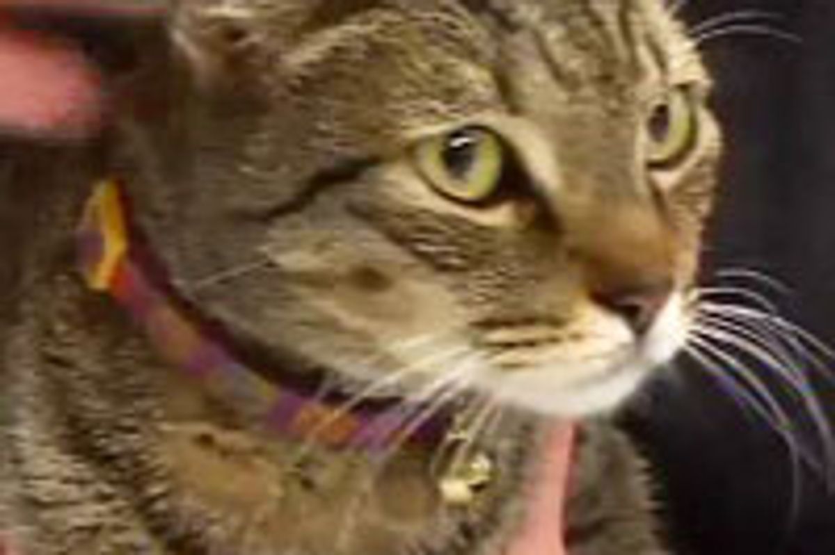 Cat from Hawaii Found in Ohio