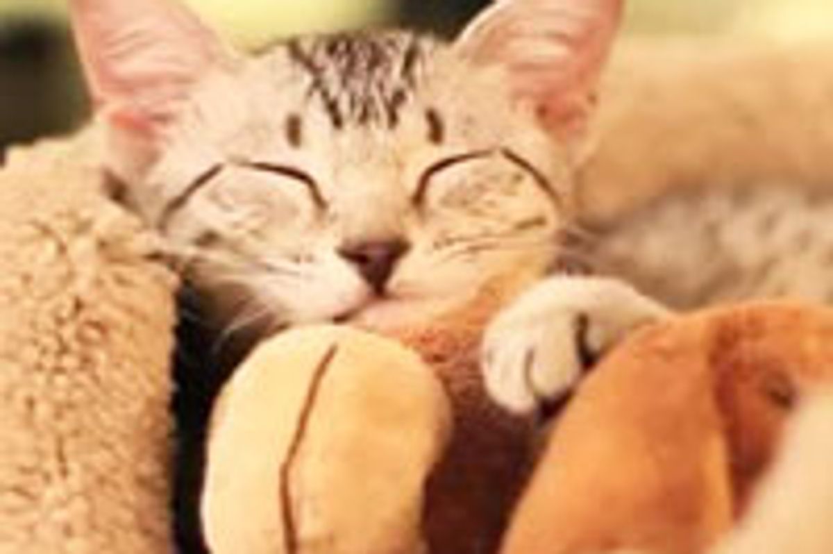 Nylah the Kitty Sleeps Everywhere