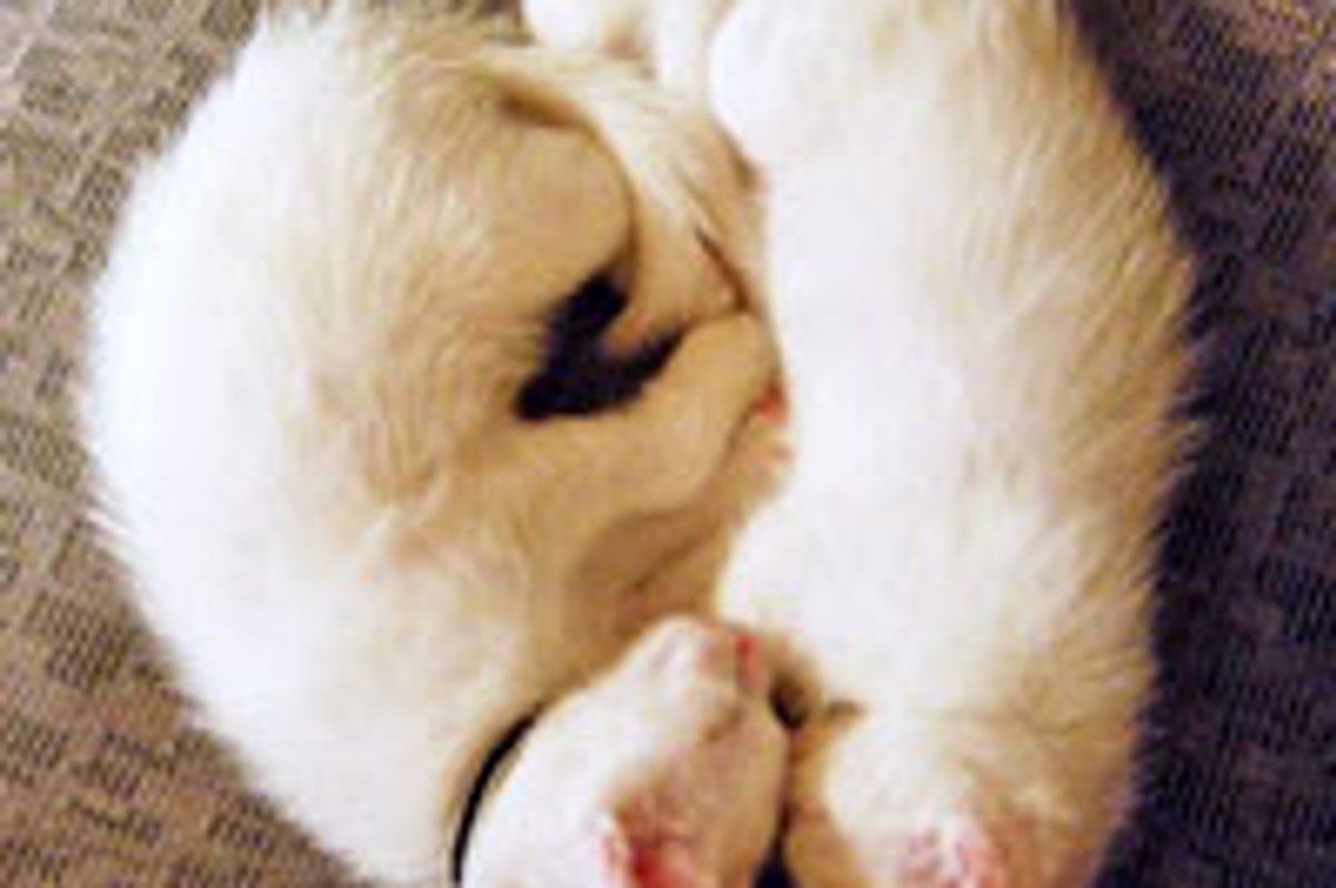 When 2 Hearts Become One Big Furry Heart