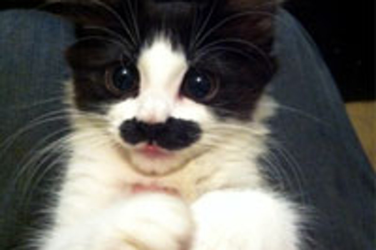 I Mustache You a Question...